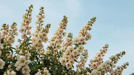 A garden filled with white flowers flourishing in springtime, radiant and natural