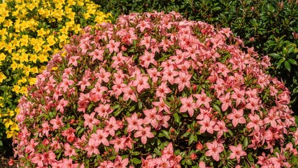 Obraz premium Bright yellow and pink azaleas flowering beautifully in a garden