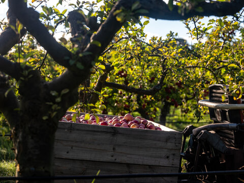 Wooden crate filled with red apples on a trailer attached to a tractor