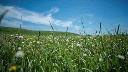 Obraz premium Plants surrounding a green patch