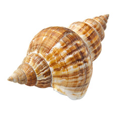 Obraz premium Close-up of a spiral seashell (4)