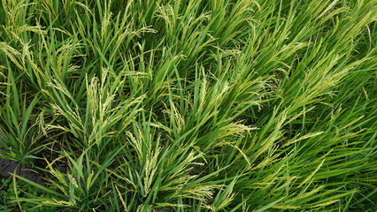 black rice plants grow among the green rice plants