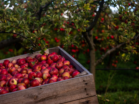 Shiny red apples in a wooden bin in a fruit orchard