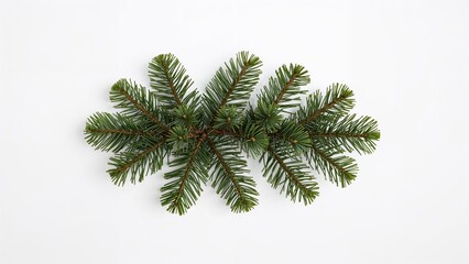 Fir sprig set on a plain white surface