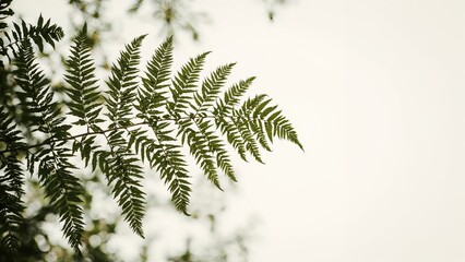 Green fern leaf silhouette on a light background