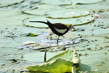 Pheasant tailed Jacana