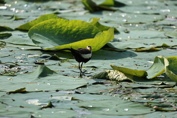Pheasant tailed Jacana