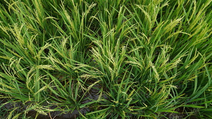 black rice plants grow among the green rice plants
