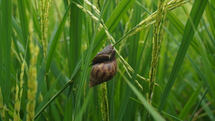 Snails eat rice plants that are still green