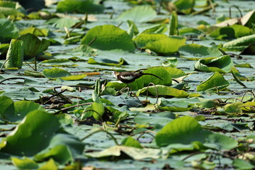 Pheasant tailed Jacana