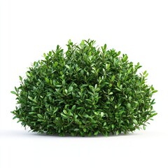 Obraz premium Real garden bushes plant vegetation landscape.