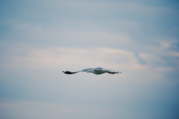 Seagull flies against the sunset sky over the sea. Background travel brochure