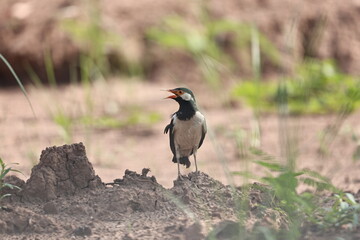 Indian Pied Starling