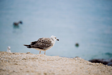 A seagull chick stands on a beach of small pebbles. Young seagull on the shore.