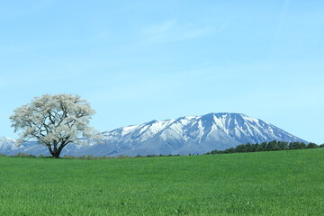 岩手山と一本桜
