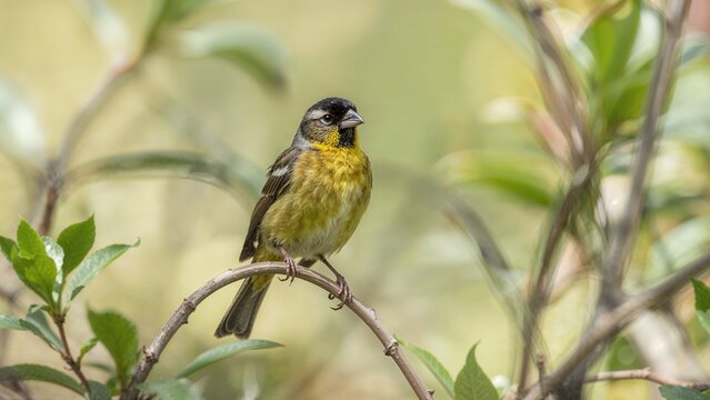 A vibrant finch perched on a slender branch