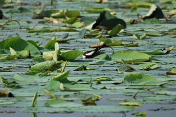 Pheasant tailed Jacana