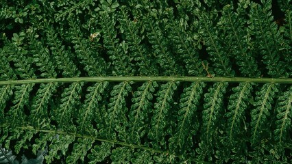 Zoomed-in photograph of the fresh green leaf of the bird's nest fern (Asplenium nidus), an epiphytic species belonging to the Aspleniaceae family and locally termed kadaka.