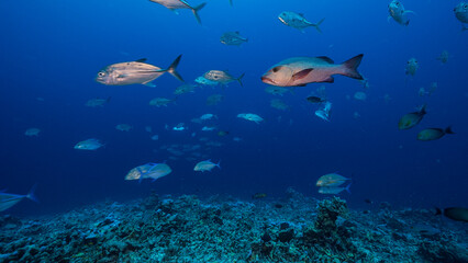 Underwater shot drifting over a deep reef with a school of silver fish, Nikumaroro, Kiribati