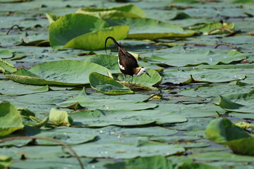 Pheasant tailed Jacana