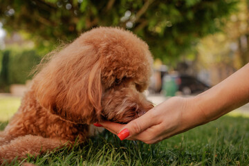 Poodle Drinks Water from Owner’s Hand on a Hot Day, Outdoor Pet Care and Hydration Concept