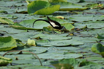 Pheasant tailed Jacana