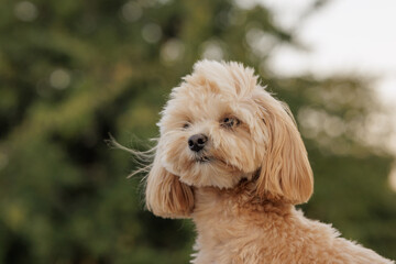 Cute Small Fluffy Dog Outdoors, Portrait of Adorable Pet in Natural Light, Calm and Friendly Animal