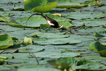 Pheasant tailed Jacana