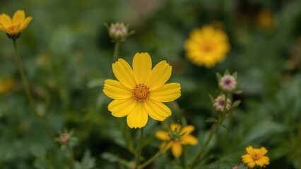 Yellow Floral Bloom with Soft Blurred Effect Ideal for Wallpaper and Background Use