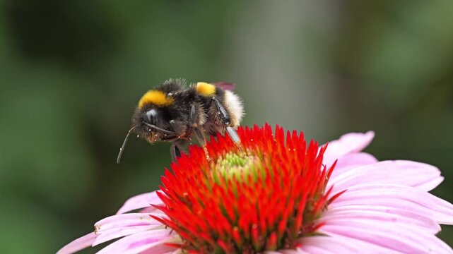 Closeup shot of a bumblebee pollinating a vibrant echinacea flower on a sunny day