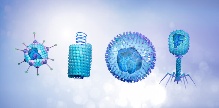 3d rendering illustration of virus types by shape:  icosahedral, helical, spherical, and bacteriophage shown in cross-section with visible DNA or RNA inside. Ideal for educational or scientific use.