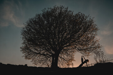 silhouette of a woman doing yoga next to a large tree
