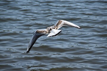 A gull is flying above water in nature in sunny summer day.
