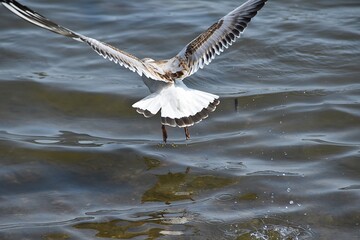 A gull is flying above water in nature in sunny summer day.