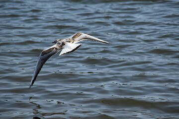 A gull is flying above water in nature in sunny summer day.