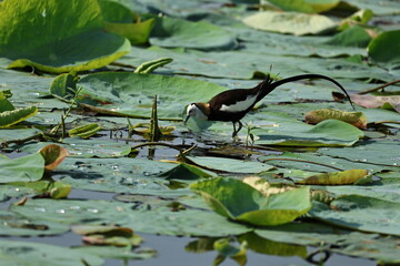 Pheasant tailed Jacana