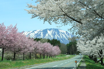 岩手山と桜並木