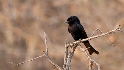 Drongo