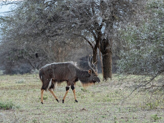 Nyala mâle