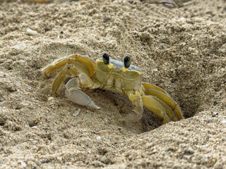 Crabe