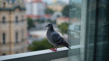 Fototapeta premium A gray urban pigeon perched on a balcony window ledge of a tall building, with a softly blurred summer street scene and bokeh effect in the background, leaving space for text.