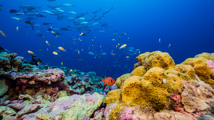Low angle underwater shot of bright corals with large school of fish swimming in background, Nikumaroro, Kiribati