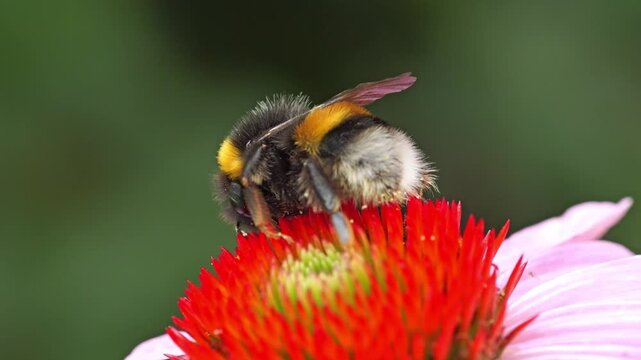 Closeup shot of a bumblebee pollinating a vibrant echinacea flower on a sunny day