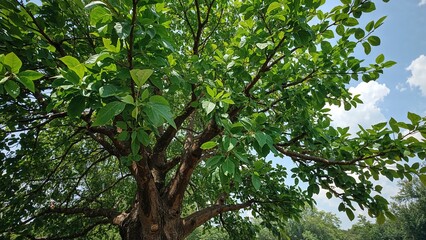 Detailed examination of tree leaves and bark