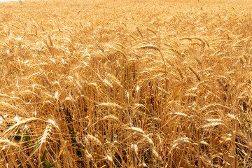 Golden wheat field glowing in warm sunlight, full of ripe grain ready for harvest under clear summer skies.