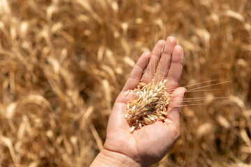 Close-up of a hand holding freshly harvested wheat heads and grains in a golden field during sunny...