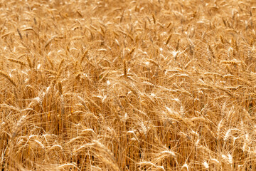 Dense golden wheat field glowing in bright sunlight, showcasing mature cereal crops ready for harvest in a rural setting.