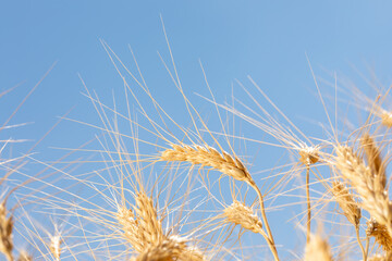  Close-up of ripe golden wheat spikes swaying gently under a clear blue sky on a bright sunny day during harvest season.