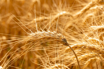 Macro view of a golden wheat head bending in the field, illuminated by warm sunlight during harvest season.