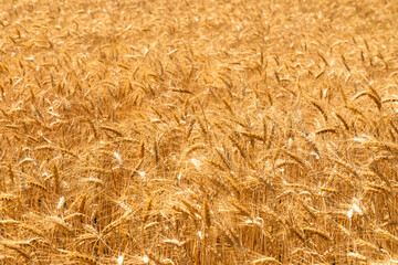 Wide view of a ripe golden wheat field under sunlight, capturing the dense crop ready for harvest...